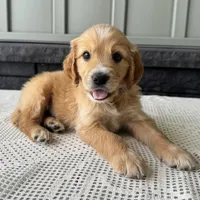Teddy, a male Irish Doodle for sale in Ligonier, IN – 1 of 4