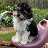 Hans, a male Poodle - Toy  for sale in Ligonier, IN – 5 of 6