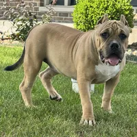Flora, a female American Bully for sale in Ligonier, IN – 2 of 4