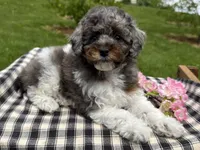 Holly, a female Poodle - Toy  for sale in Ligonier, IN – 2 of 5