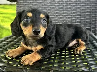 Dirk, a male Dachshund for sale in Ligonier, IN – 5 of 6