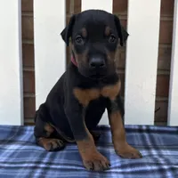 Zeus , a male Doberman Pinscher for sale in Ligonier, IN – 3 of 5