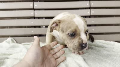Forrest, a female American Bully for sale in Ligonier, IN – 4 of 4