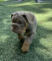 Tibolt, a male English Bulldog and Olde English Bulldogge for sale in Ligonier, IN – 6 of 6