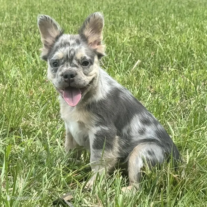 Grace – French Bulldog puppy for sale in Ligonier, IN