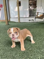 Tessa, a female English Bulldog and Olde English Bulldogge for sale in Ligonier, IN – 3 of 3