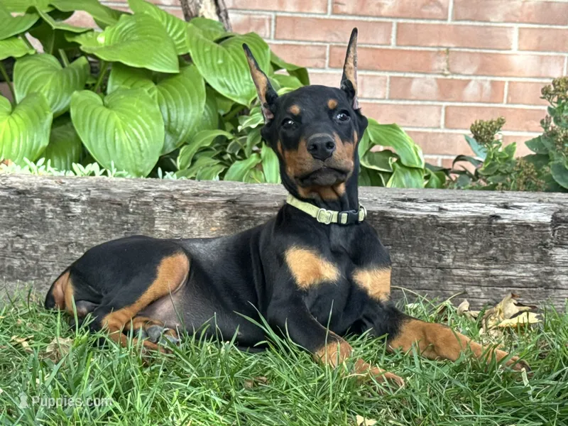 Bella – Doberman Pinscher puppy for sale in Ligonier, IN