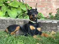 Bella, a female Doberman Pinscher for sale in Ligonier, IN – 1 of 5