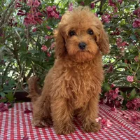 Margie, a female Cavapoo for sale in Ligonier, IN – 2 of 4
