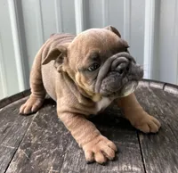 Tater, a male English Bulldog for sale in Ligonier, IN – 3 of 4