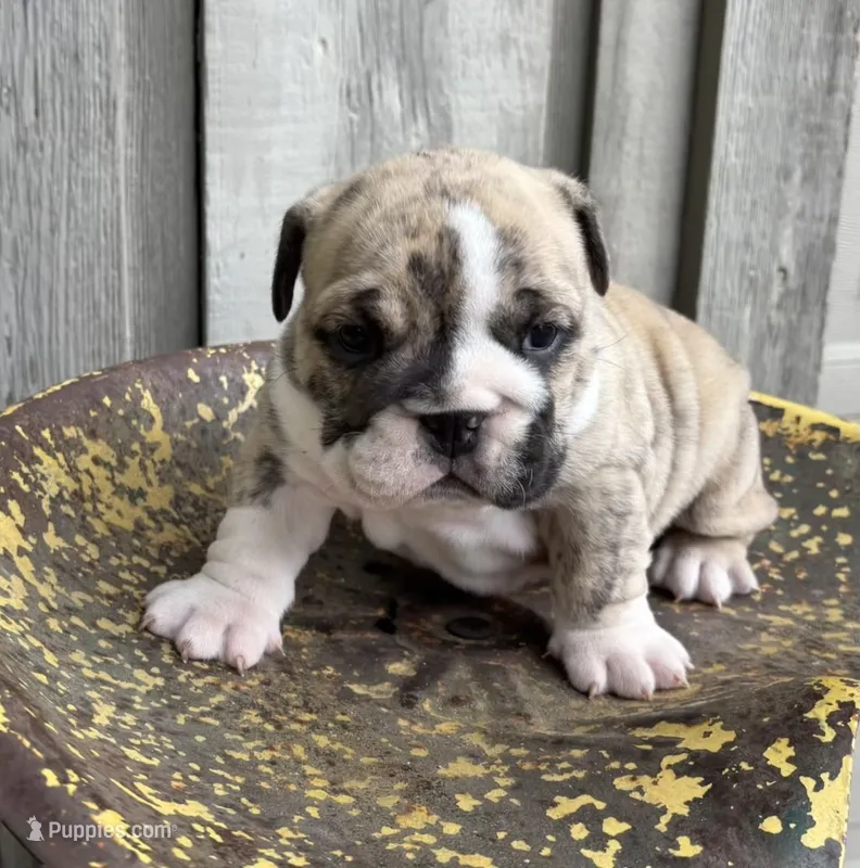 Navy – English Bulldog, Olde English Bulldogge puppy for sale in Ligonier, IN
