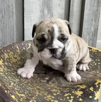 Navy, a female English Bulldog and Olde English Bulldogge for sale in Ligonier, IN – 1 of 4