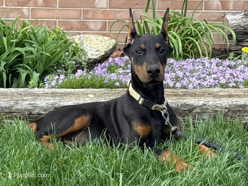 Whitney – Doberman Pinscher puppy for sale in Ligonier, IN