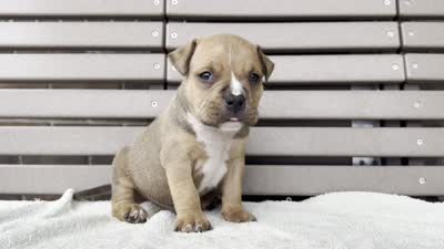 Gage, a male American Bully for sale in Ligonier, IN – 4 of 4