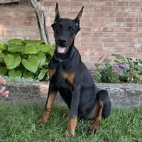 Amika, a male Doberman Pinscher for sale in Ligonier, IN – 2 of 5