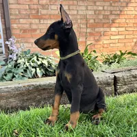 Ankor , a male Doberman Pinscher for sale in Ligonier, IN – 2 of 7