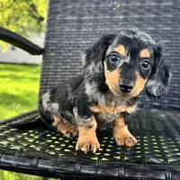 Duke, a male Dachshund for sale in Ligonier, IN – 4 of 5