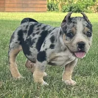 Havoc, a male American Bully for sale in Ligonier, IN – 7 of 9