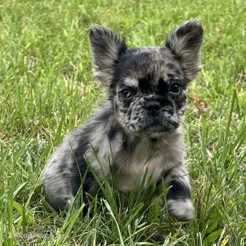 Harper – French Bulldog puppy for sale in Ligonier, IN