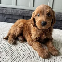 Cinnamon, a female Irish Doodle for sale in Ligonier, IN – 4 of 5