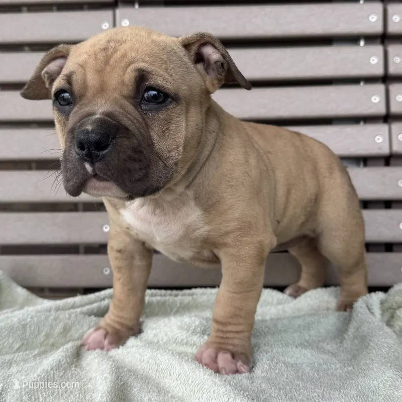 Flora – American Bully puppy for sale in Ligonier, IN