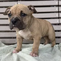 Flora, a female American Bully for sale in Ligonier, IN – 1 of 4