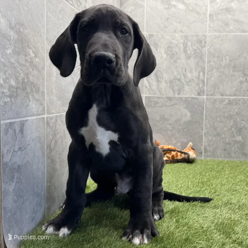 Gideon – Great Dane puppy for sale in Ligonier, IN