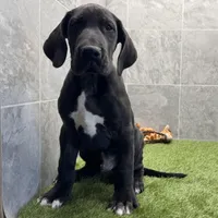 Gideon, a male Great Dane for sale in Ligonier, IN – Photo 1 of 5