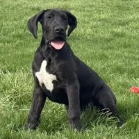Gideon, a male Great Dane for sale in Ligonier, IN – Photo 3 of 4