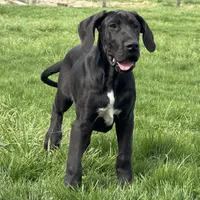 Gideon, a male Great Dane for sale in Ligonier, IN – Photo 4 of 4