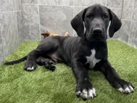 Gideon, a male Great Dane for sale in Ligonier, IN – Photo 5 of 5