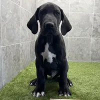 Gideon, a male Great Dane for sale in Ligonier, IN – Photo 3 of 5