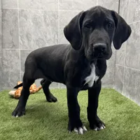 Gideon, a male Great Dane for sale in Ligonier, IN – Photo 4 of 5
