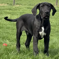 Gideon, a male Great Dane for sale in Ligonier, IN – Photo 2 of 4