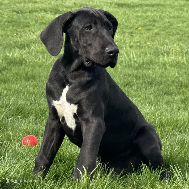Gideon – Great Dane puppy for sale in Ligonier, IN