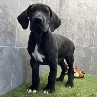Gideon, a male Great Dane for sale in Ligonier, IN – Photo 2 of 5