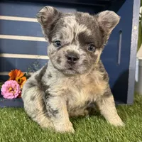 Gabriel, a male French Bulldog for sale in Ligonier, IN – 4 of 5