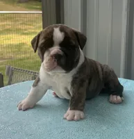 Nora, a female English Bulldog and Olde English Bulldogge for sale in Ligonier, IN – 4 of 7