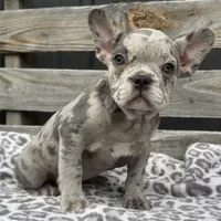 Frisk, a male French Bulldog for sale in Ligonier, IN – 1 of 4