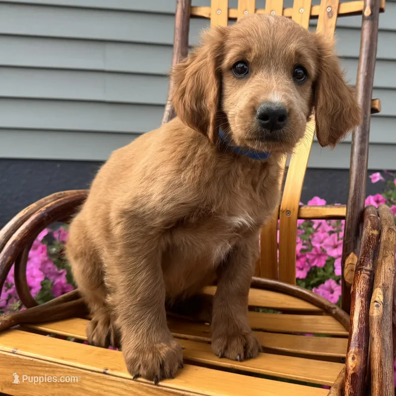 Copper – Irish Doodle puppy for sale in Ligonier, IN