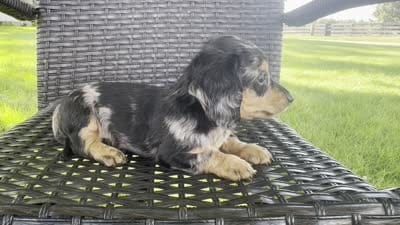 Duke, a male Dachshund for sale in Ligonier, IN – 5 of 5