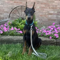 Zuri, a female Doberman Pinscher for sale in Ligonier, IN – 2 of 5