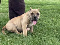 Flora, a female American Bully for sale in Ligonier, IN – 2 of 7