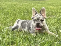 Grace, a female French Bulldog for sale in Ligonier, IN – 3 of 3