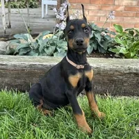 Arabelle , a female Doberman Pinscher for sale in Ligonier, IN – 2 of 6