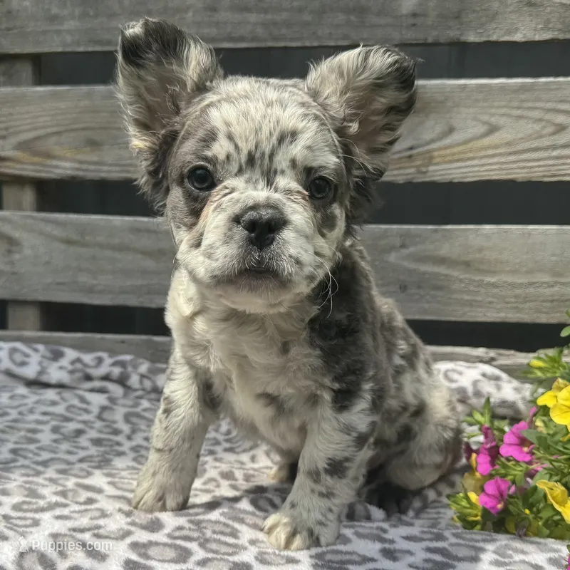 Fenton – French Bulldog puppy for sale in Ligonier, IN