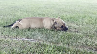 Flora, a female American Bully for sale in Ligonier, IN – 4 of 4