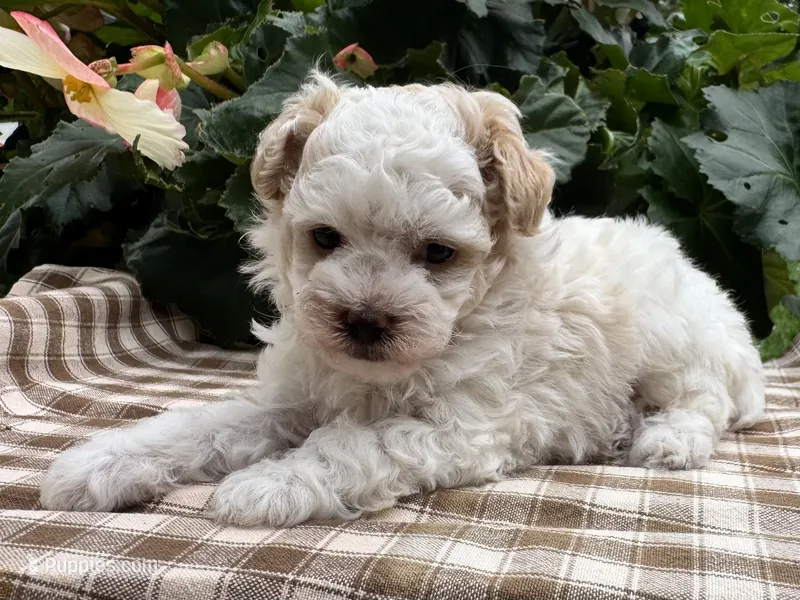 Gage – Poodle - Miniature  puppy for sale in Ligonier, IN