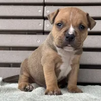 Gage, a male American Bully for sale in Ligonier, IN – 2 of 4