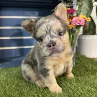 Grace, a female French Bulldog for sale in Ligonier, IN – 3 of 5